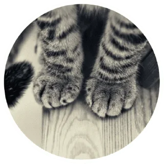 🐱