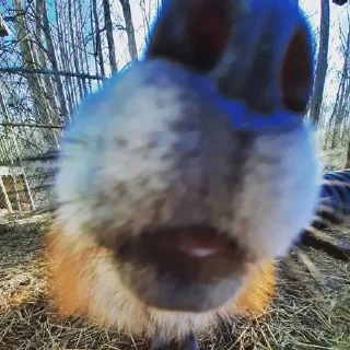👃