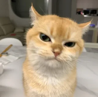 🤩