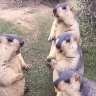 🦫