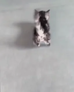 🌟