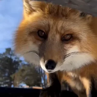🤩