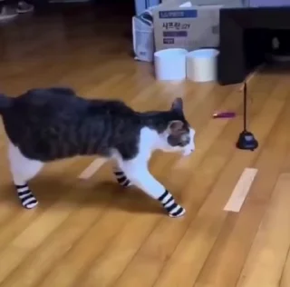 🧦
