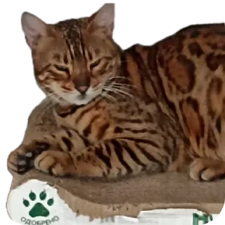 🐱