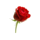 🌹