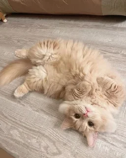 🥺
