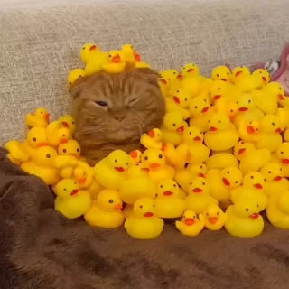 🐈