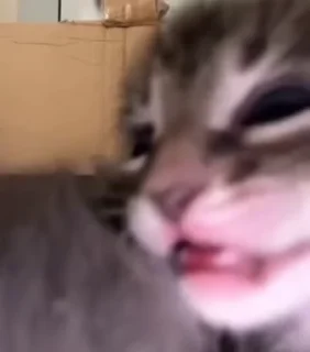 🌟