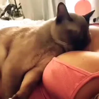 🐈