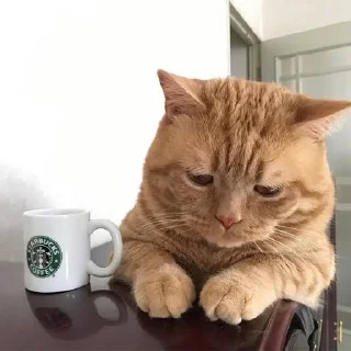 🐈