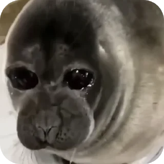 😭