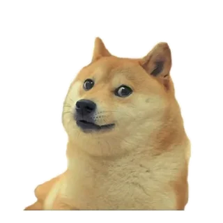 🐶