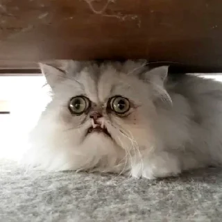 🙈