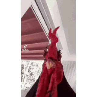 🐔