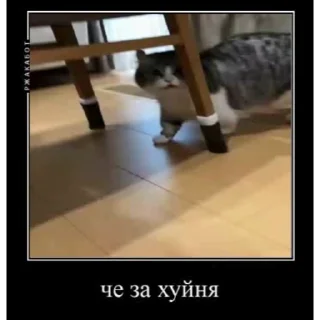 🤿