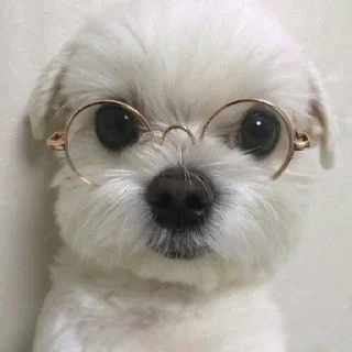 🐶