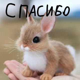 🐰