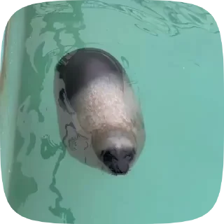 🦭