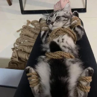 🐱