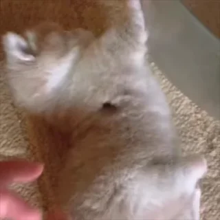 🌟