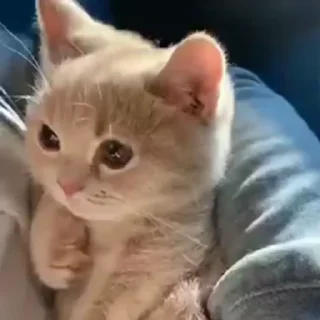 🐈