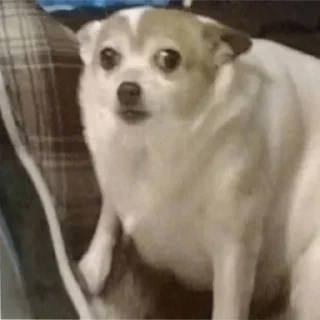 🫣