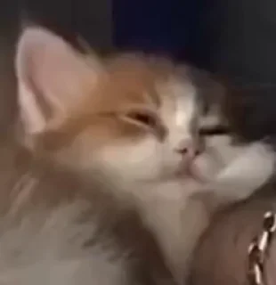 💤