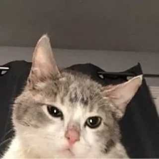 🐾