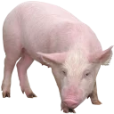 🐖