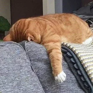 😴