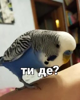 🐦