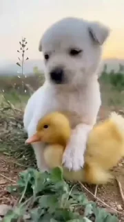 🐥