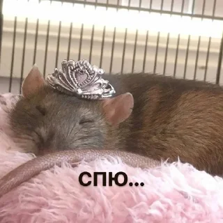 💤