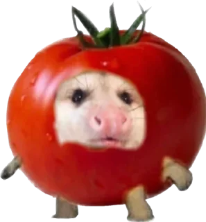 🍅