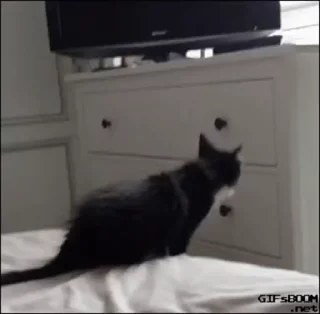 😺