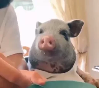 🐷