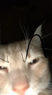 😾