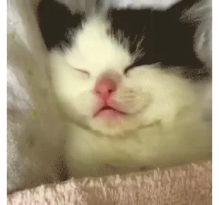 😴