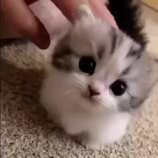 🥺