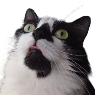 🤪