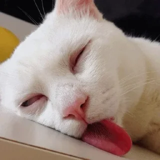 😴