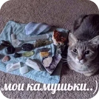 🐱