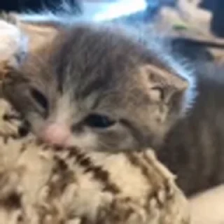 🐈‍⬛