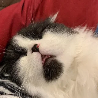 😴