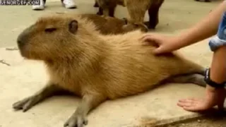 🦫