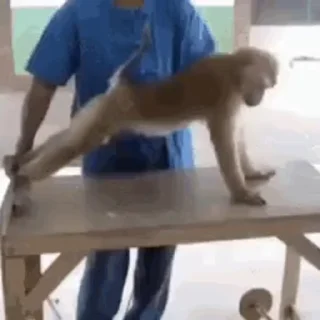 🐵