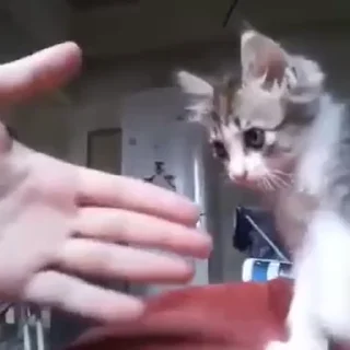🐱