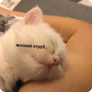 😴
