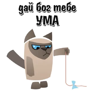🐱