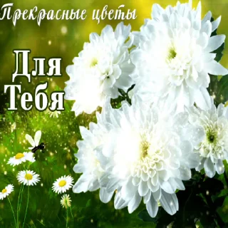 🌸